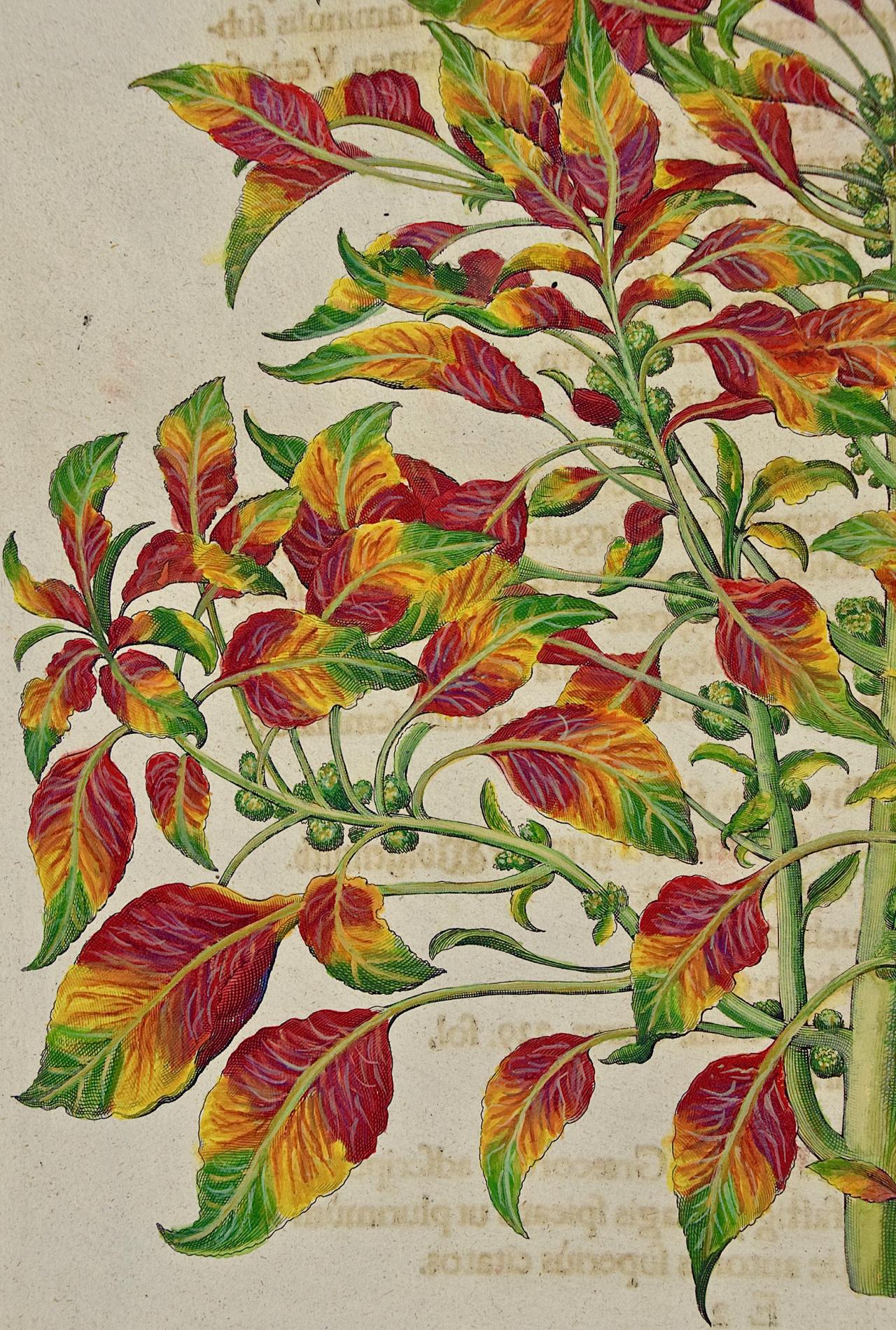 Amaranthus tricolor: A 17th-18th C. Besler Hand-colored Botanical Engraving - Beige Figurative Print by Basilius Besler