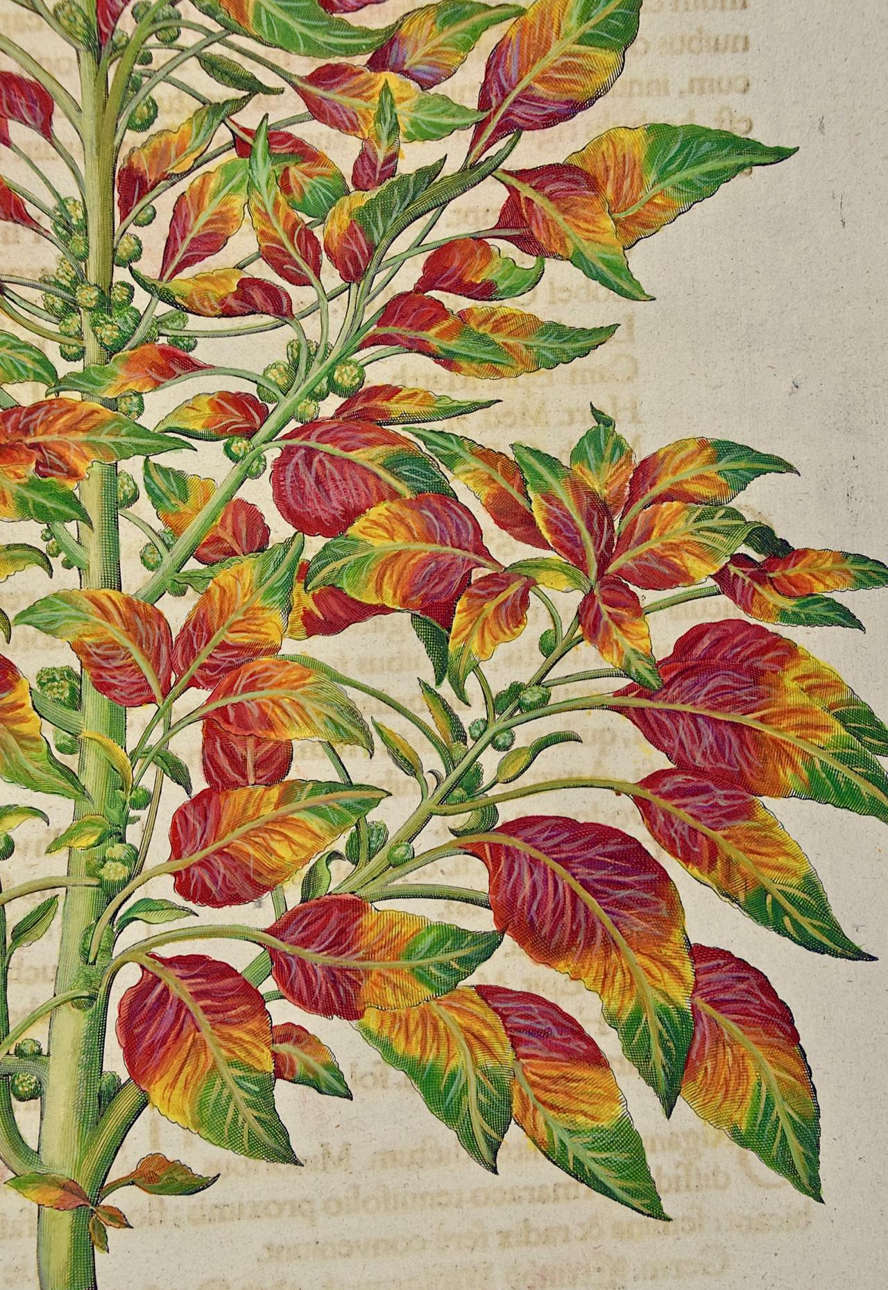 This is a hand-colored copper plate engraving entitled 