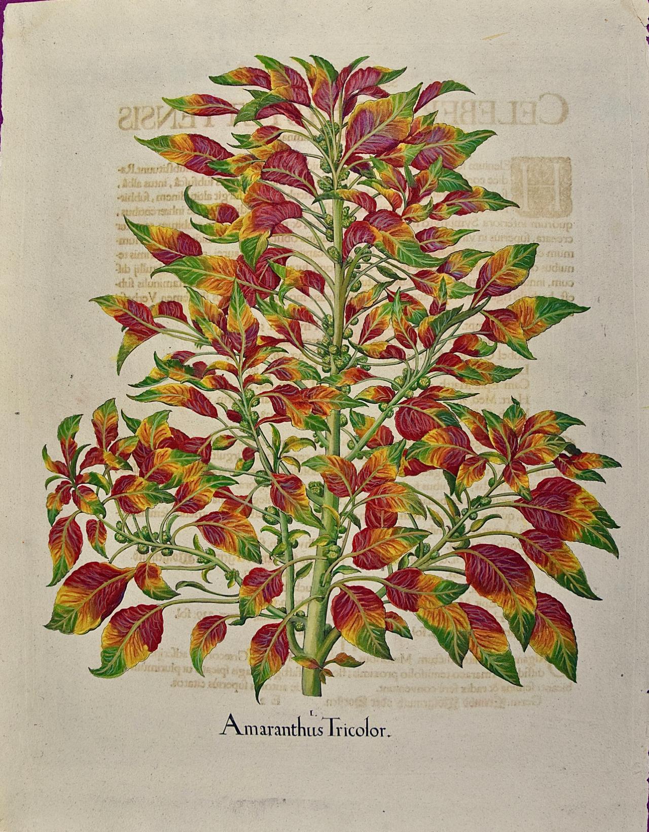 Amaranthus tricolor: A 17th-18th C. Besler Hand-colored Botanical Engraving