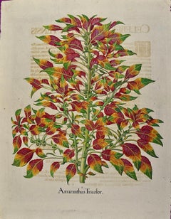 Amaranthus tricolor: A 17th-18th C. Besler Hand-colored Botanical Engraving