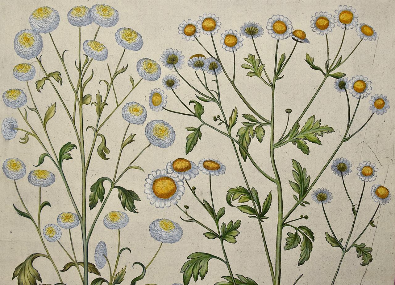 Flowering Feverfew Plants: A 17th C. Besler Hand-colored Botanical Engraving  - Print by Basilius Besler