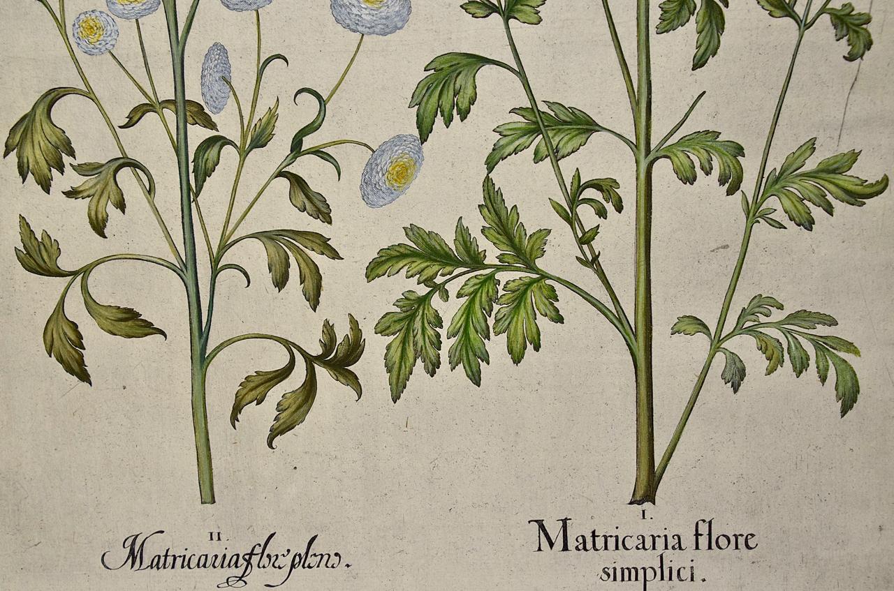 Plantes à fleurs de chrysanthème : A.I.C. Gravure botanique coloriée à la main  - Académique Print par Basilius Besler