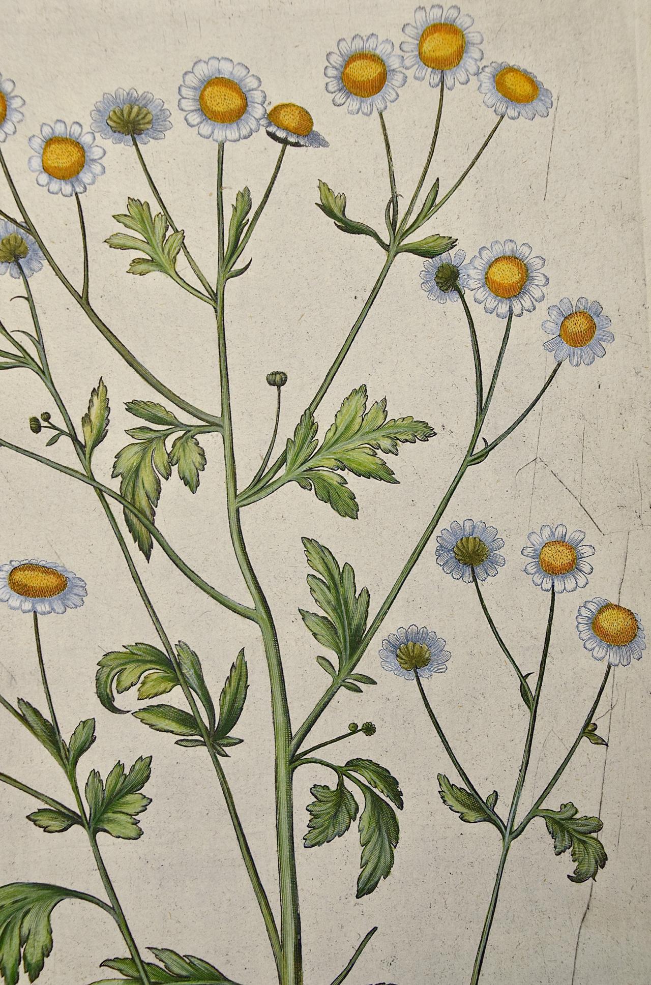 Plantes à fleurs de chrysanthème : A.I.C. Gravure botanique coloriée à la main  - Beige Figurative Print par Basilius Besler