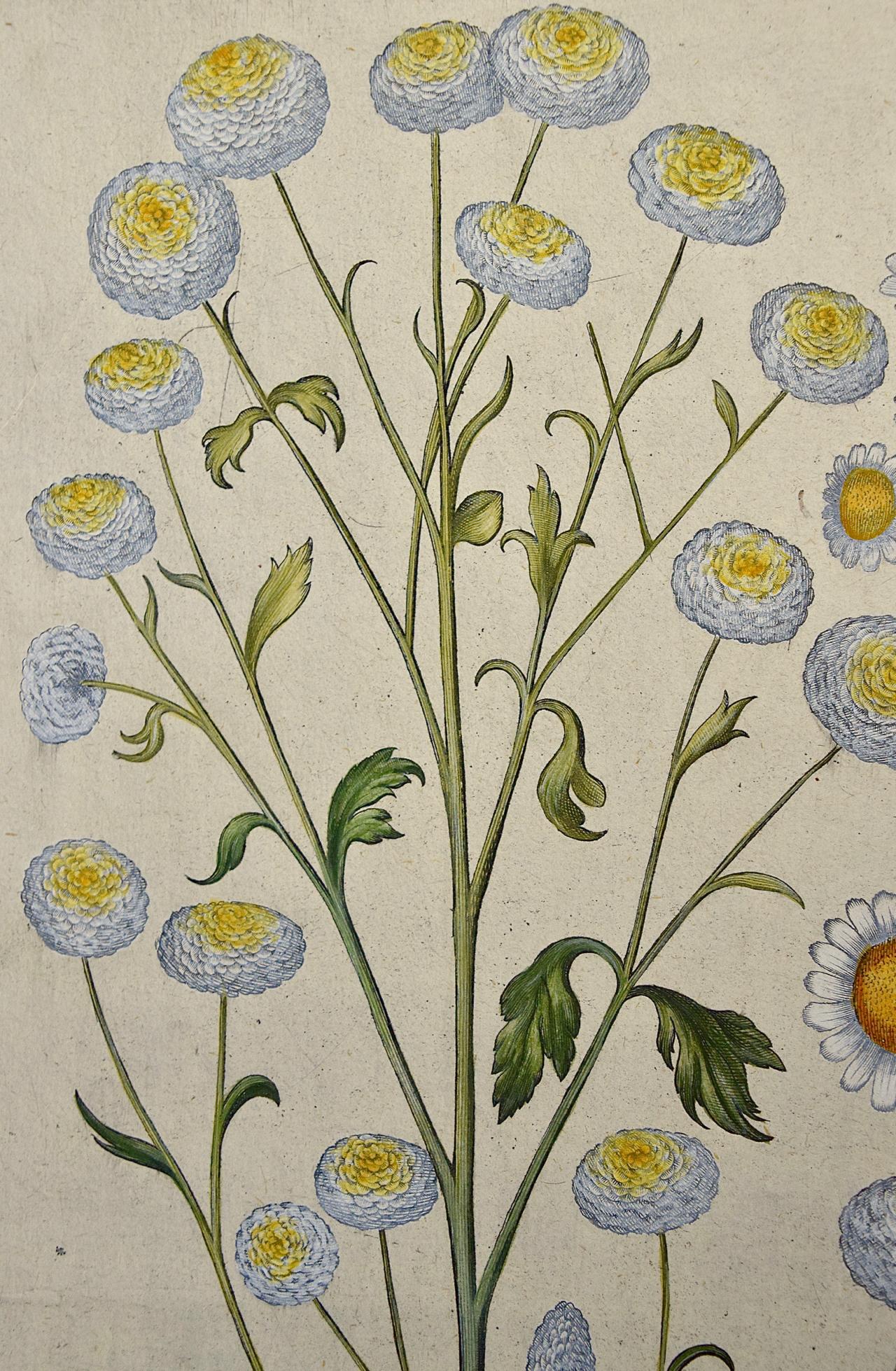 Flowering Feverfew Plants: A 17th C. Besler Hand-colored Botanical Engraving  - Academic Print by Basilius Besler