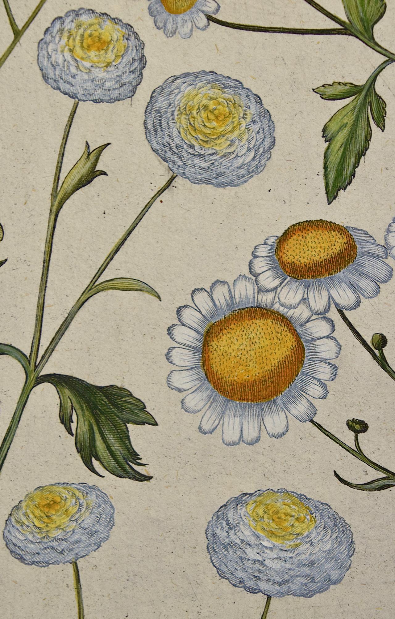 Plantes à fleurs de chrysanthème : A.I.C. Gravure botanique coloriée à la main  en vente 2