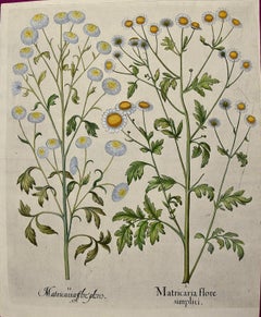 Flowering Feverfew Plants: A 17th C. Besler Hand-colored Botanical Engraving 