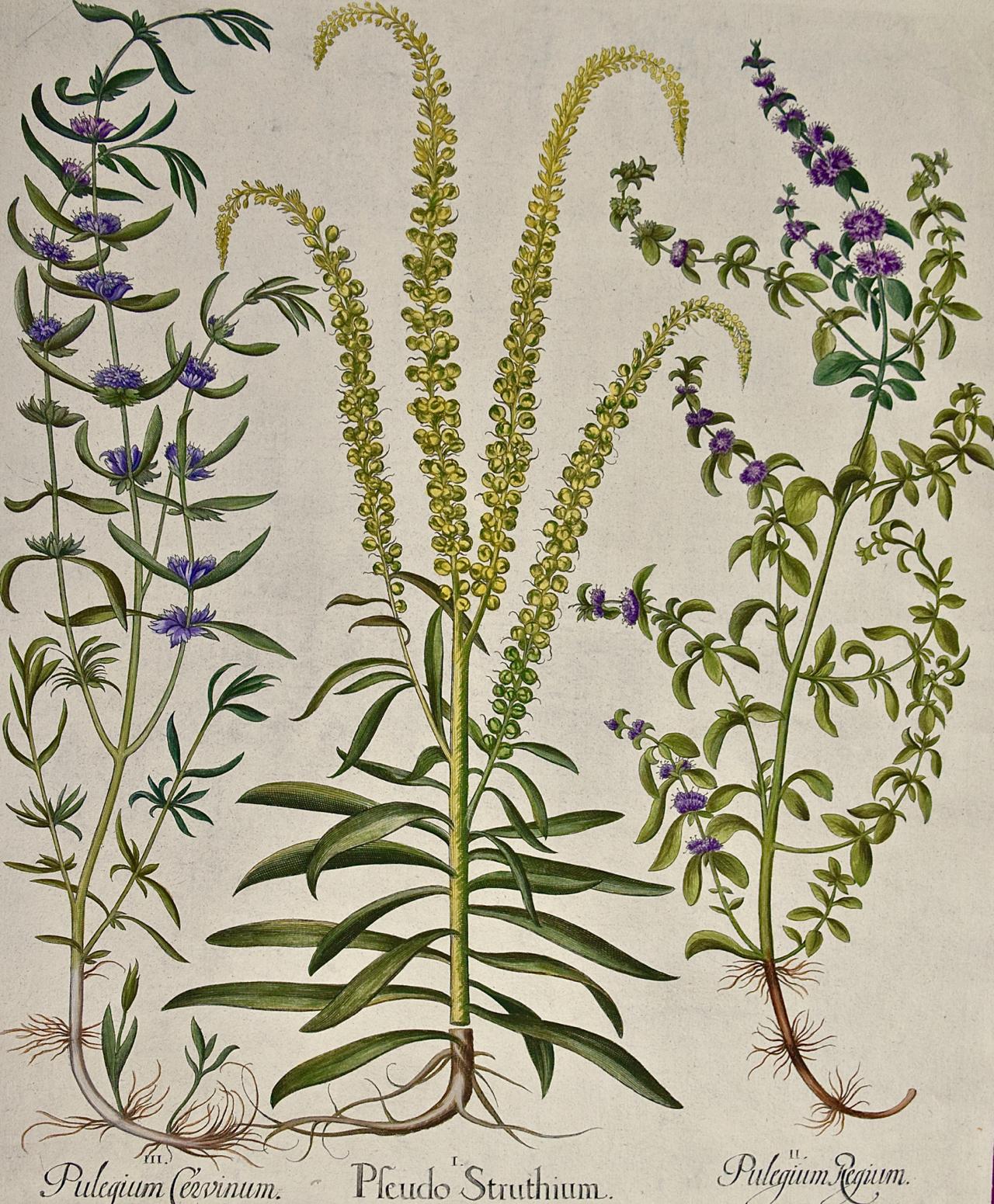 Gravure botanique colorée à la main de Besler représentant des plantes à fleurs en forme de menthe   - Print de Basilius Besler