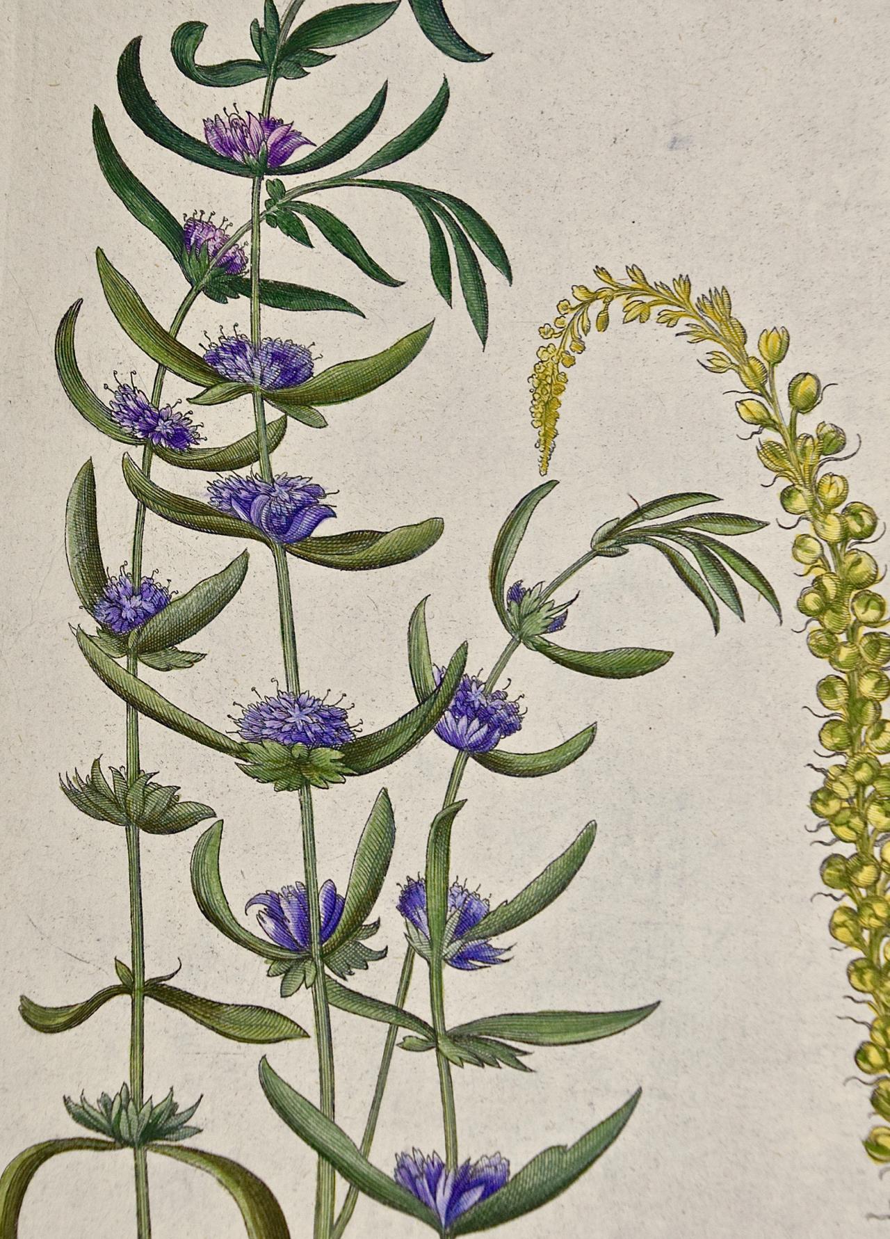 Gravure botanique colorée à la main de Besler représentant des plantes à fleurs en forme de menthe   - Beige Figurative Print par Basilius Besler