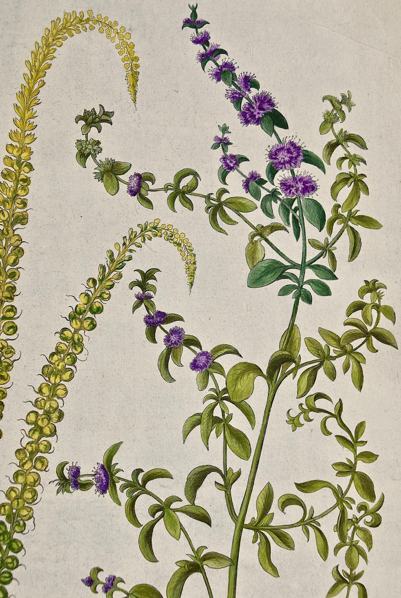 Gravure botanique colorée à la main de Besler représentant des plantes à fleurs en forme de menthe   en vente 1