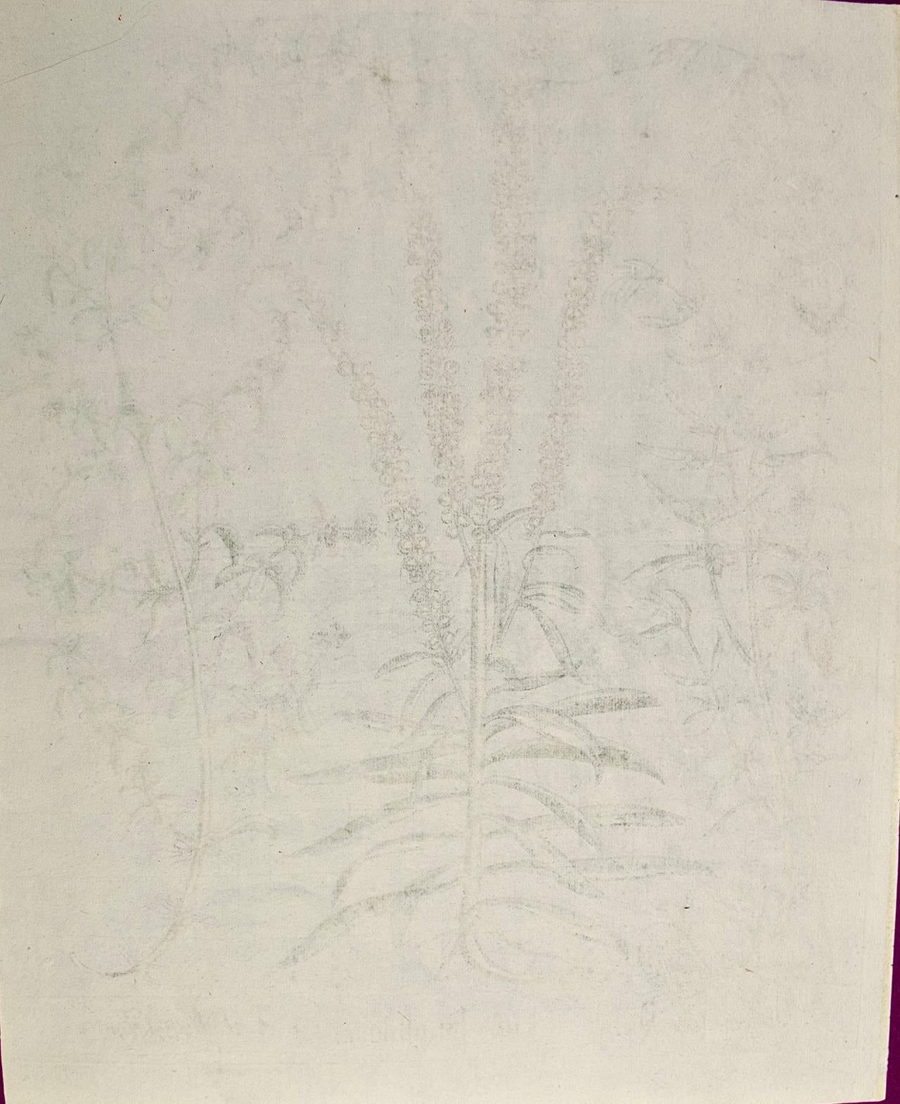 Gravure botanique colorée à la main de Besler représentant des plantes à fleurs en forme de menthe   en vente 2