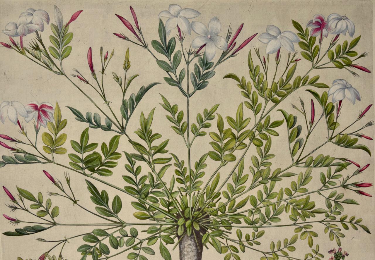 Flowering Jasmine and Laurel Plants: A Besler Hand-colored Botanical Engraving - Print by Basilius Besler