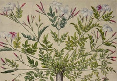 Flowering Jasmine and Laurel Plants: A Besler Hand-colored Botanical Engraving