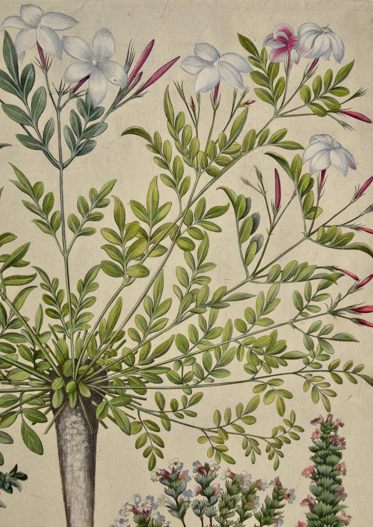 Flowering Jasmine and Laurel Plants: A Besler Hand-colored Botanical Engraving - Academic Print by Basilius Besler