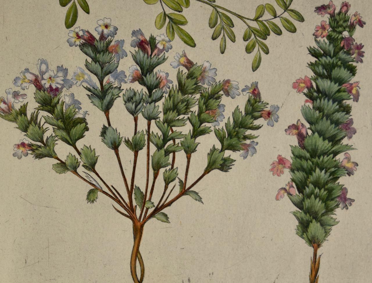 Flowering Jasmine and Laurel Plants: A Besler Hand-colored Botanical Engraving - Brown Figurative Print by Basilius Besler
