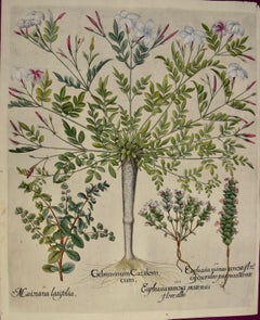 Cache-pots à fleurs de janim et de laurier : Gravure botanique colorée à la main par Besler