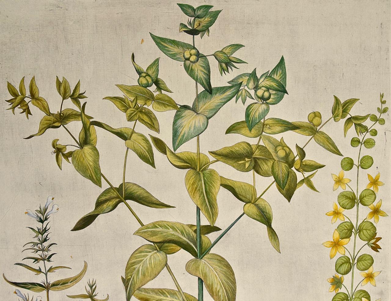 Blühende Liliengewächse: Ein handkolorierter botanischer Kupferstich von Besler aus dem 17. – Print von Basilius Besler