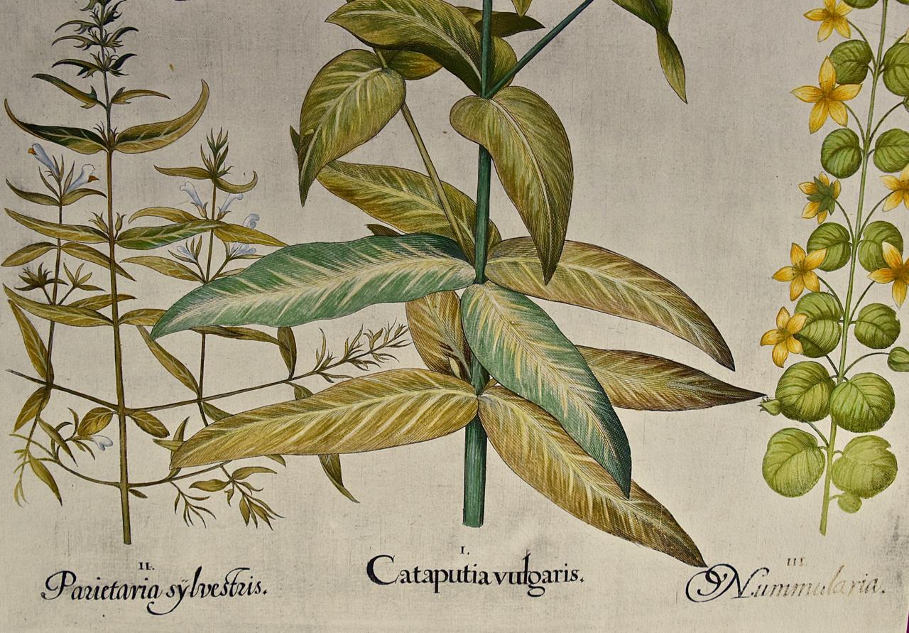 Blühende Liliengewächse: Ein handkolorierter botanischer Kupferstich von Besler aus dem 17. (Akademisch), Print, von Basilius Besler