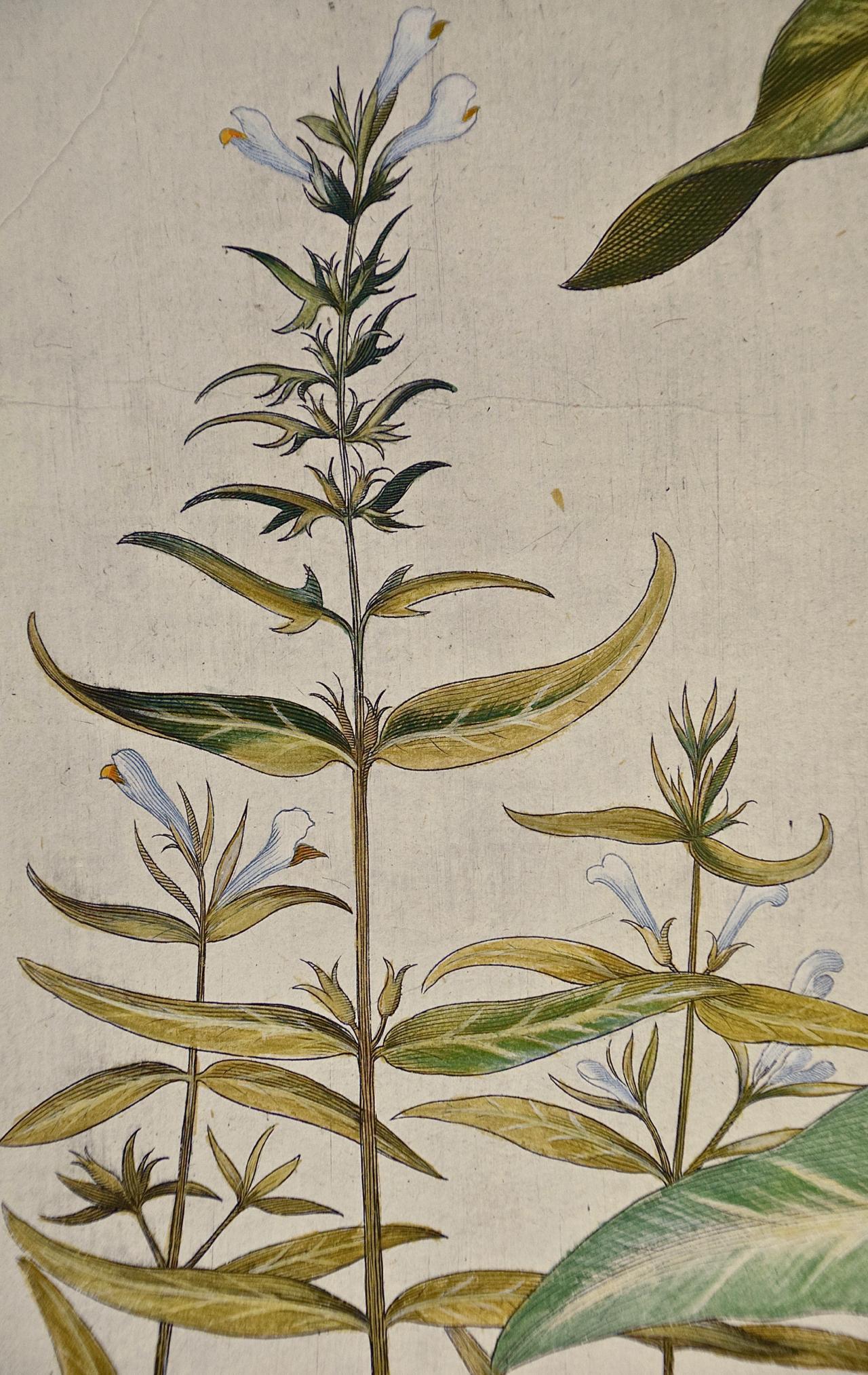 Flowering Lily Plants: A 17th C. Besler Hand-colored Botanical Engraving - Academic Print by Basilius Besler