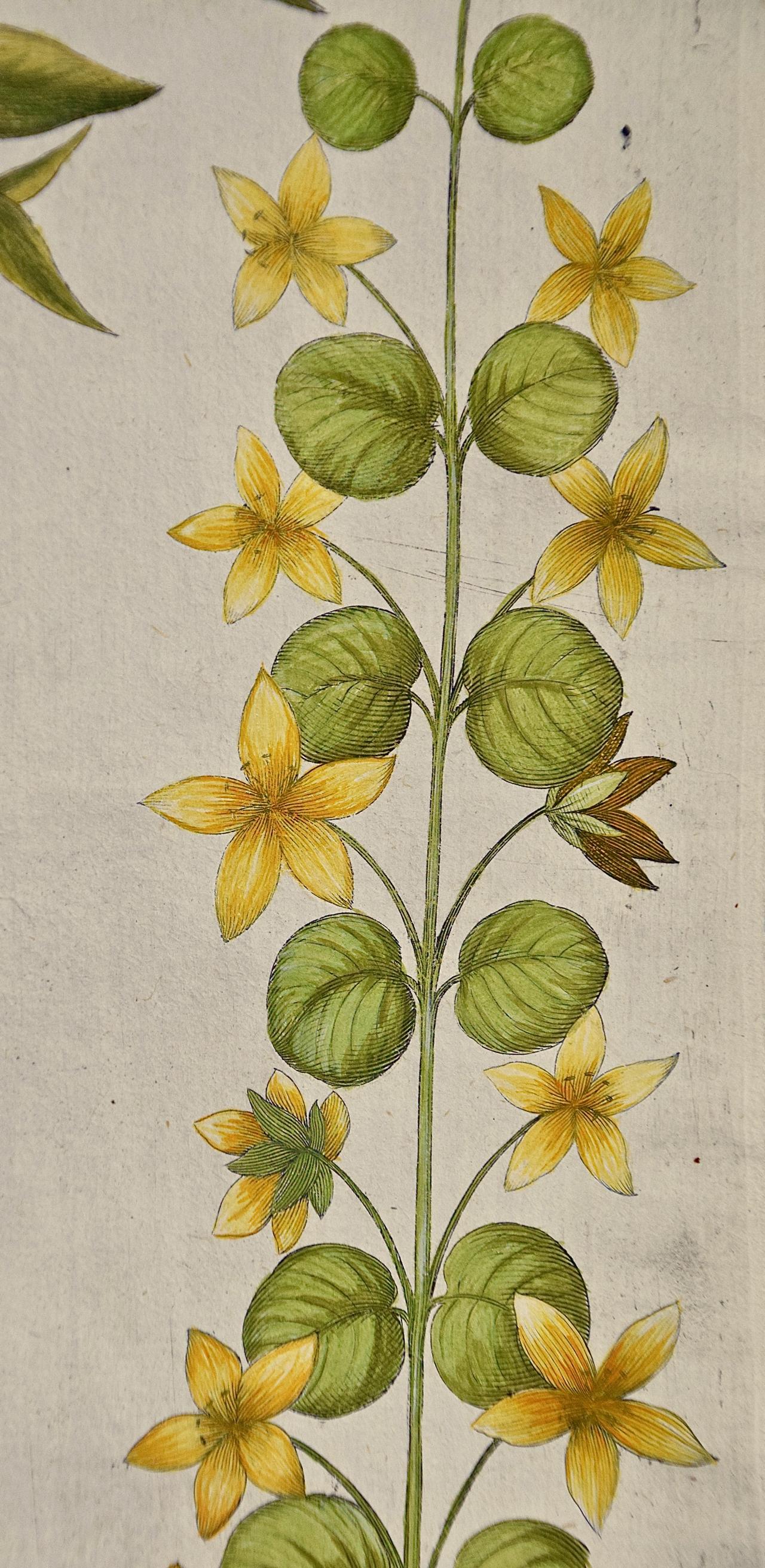 Flowering Lily Plants: A 17th C. Besler Hand-colored Botanical Engraving - Beige Figurative Print by Basilius Besler