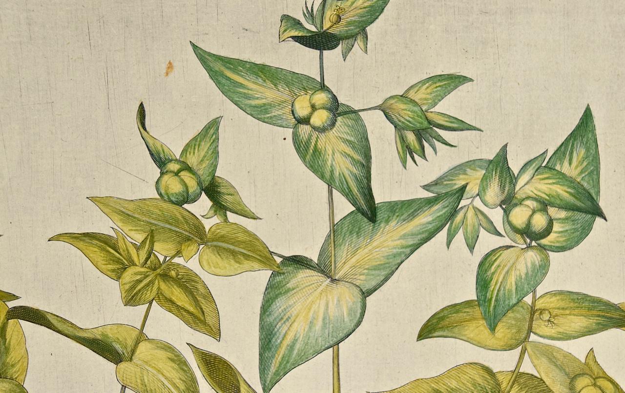 Blühende Liliengewächse: Ein handkolorierter botanischer Kupferstich von Besler aus dem 17. im Angebot 1