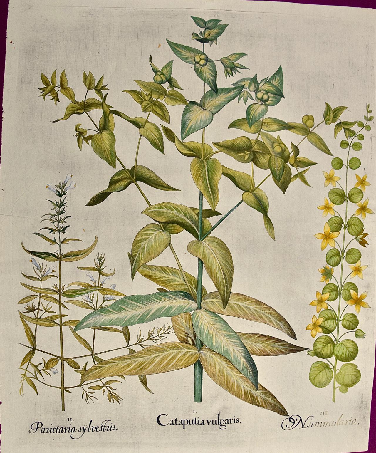 Plantes de lys à fleurs : Gravure botanique coloriée à la main par Besler au 17e siècle