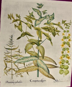 Besler Hand-colored Botanical Engraving of Flowering Lily Plants  