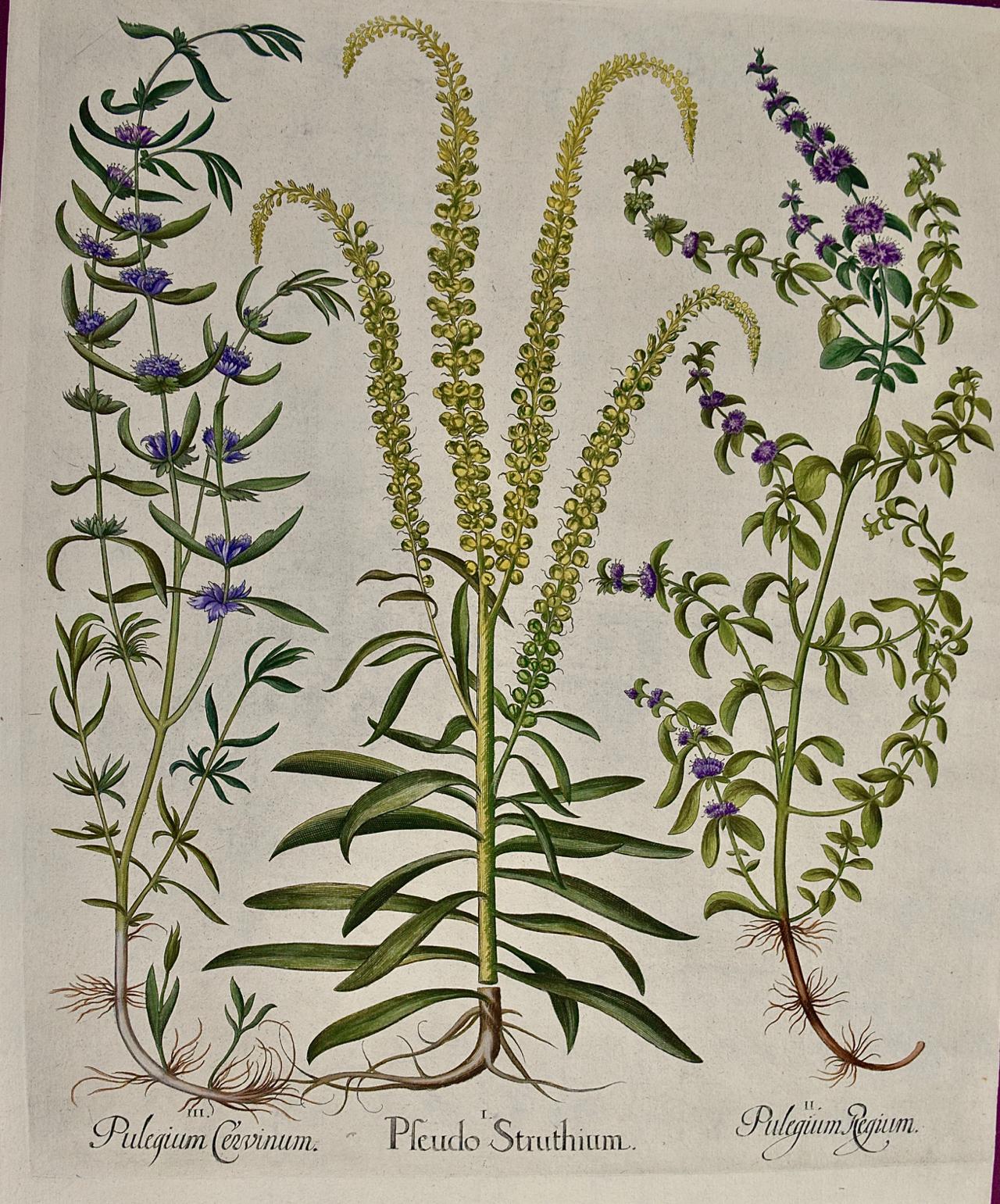 Besler Hand-colored Botanical Engraving of Flowering Peppermint Plants  