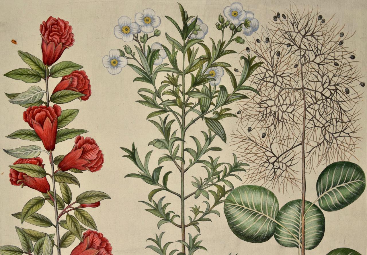 Grenade et ciste en fleur : Gravure coloriée à la main d'un Besler du 17e siècle - Print de Basilius Besler