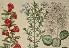 Flowering Pomegranate & Rock Rose: Eine handkolorierte Gravur von Besler aus dem 17. Jahrhundert