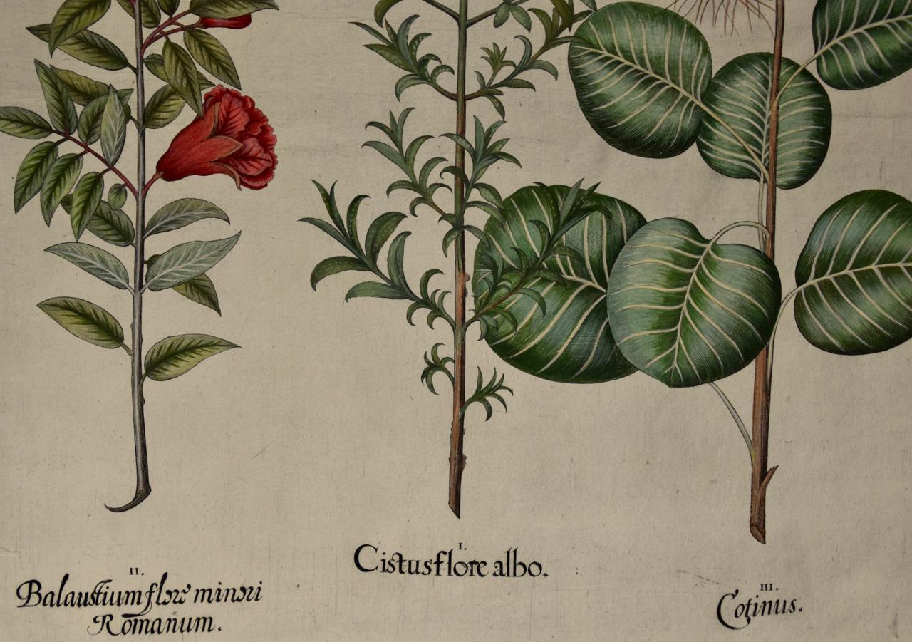 Grenade et ciste en fleur : Gravure coloriée à la main d'un Besler du 17e siècle - Académique Print par Basilius Besler
