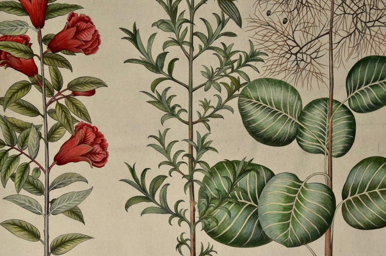 Besler Hand-colored Engraving of Flowering Pomegranate, Rock Rose and Cotinus   - Brown Still-Life Print by Basilius Besler