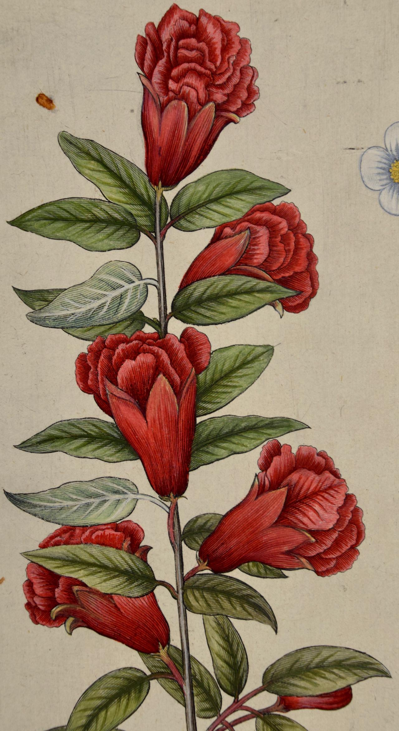 Flowering Pomegranate & Rock Rose: A 17th C. Besler Hand-colored Engraving - Academic Print by Basilius Besler