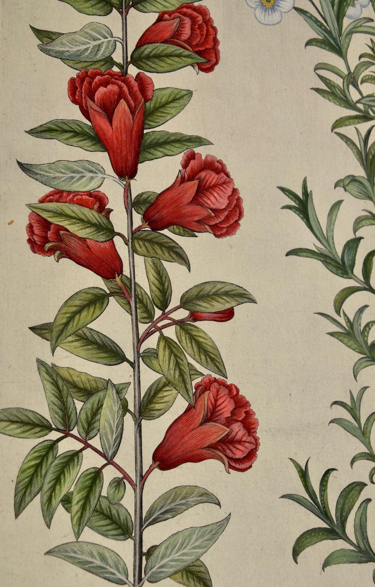 Besler Hand-colored Engraving of Flowering Pomegranate, Rock Rose and Cotinus   For Sale 2