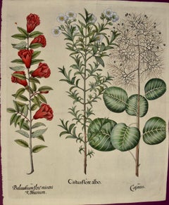 Flowering Pomegranate & Rock Rose: A 17th C. Besler Hand-colored Engraving
