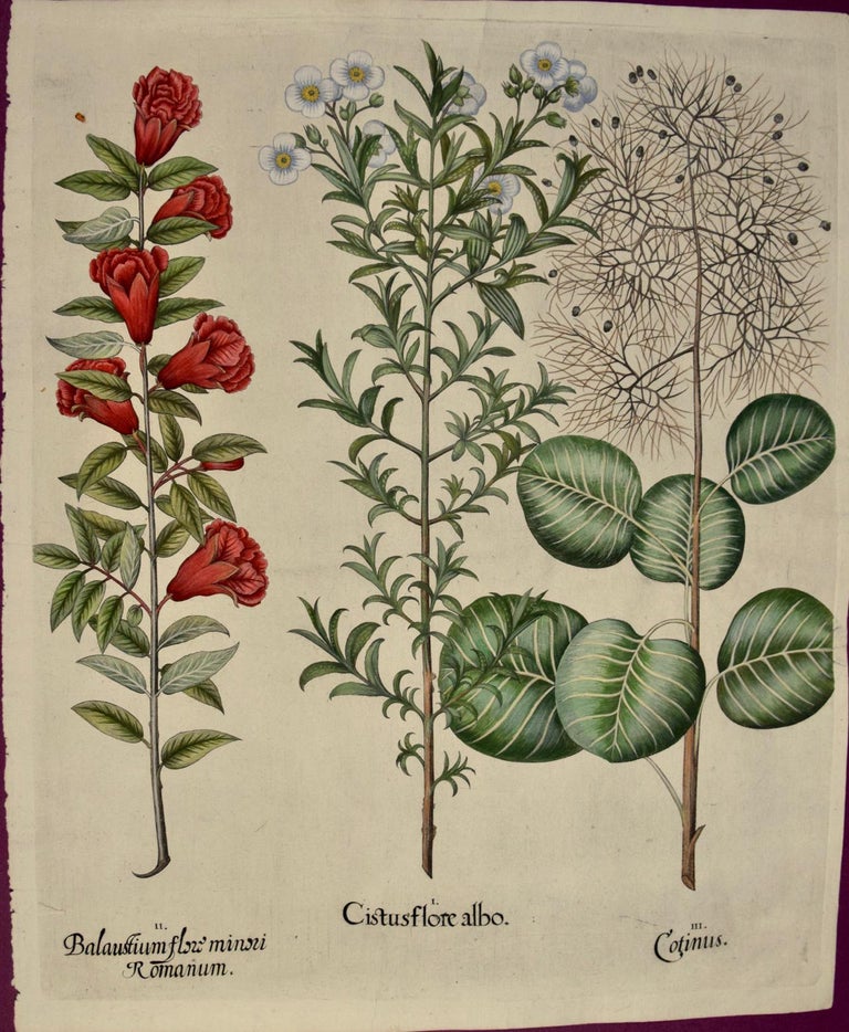 Basilius Besler Still-Life Print - Besler Hand-colored Engraving of Flowering Pomegranate, Rock Rose and Cotinus  