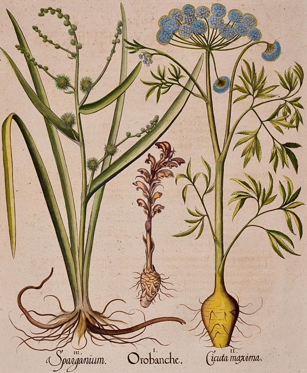 Canna da zucchero e cicuta d'acqua: Un'incisione botanica colorata a mano di Besler del 17°-18° secolo - Print di Basilius Besler