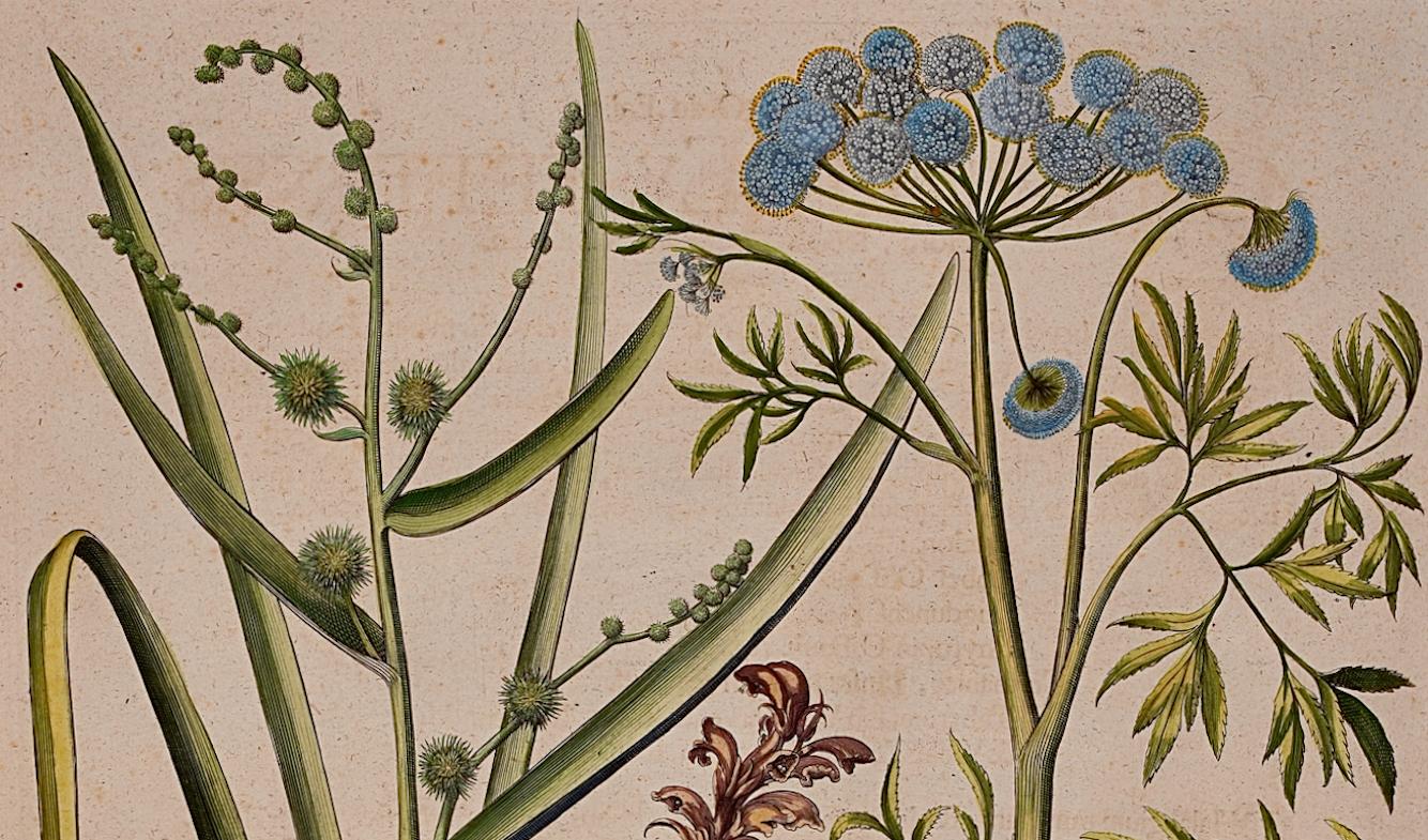 Canna da zucchero e cicuta d'acqua: Un'incisione botanica colorata a mano di Besler del 17°-18° secolo - Print Accademia di Basilius Besler