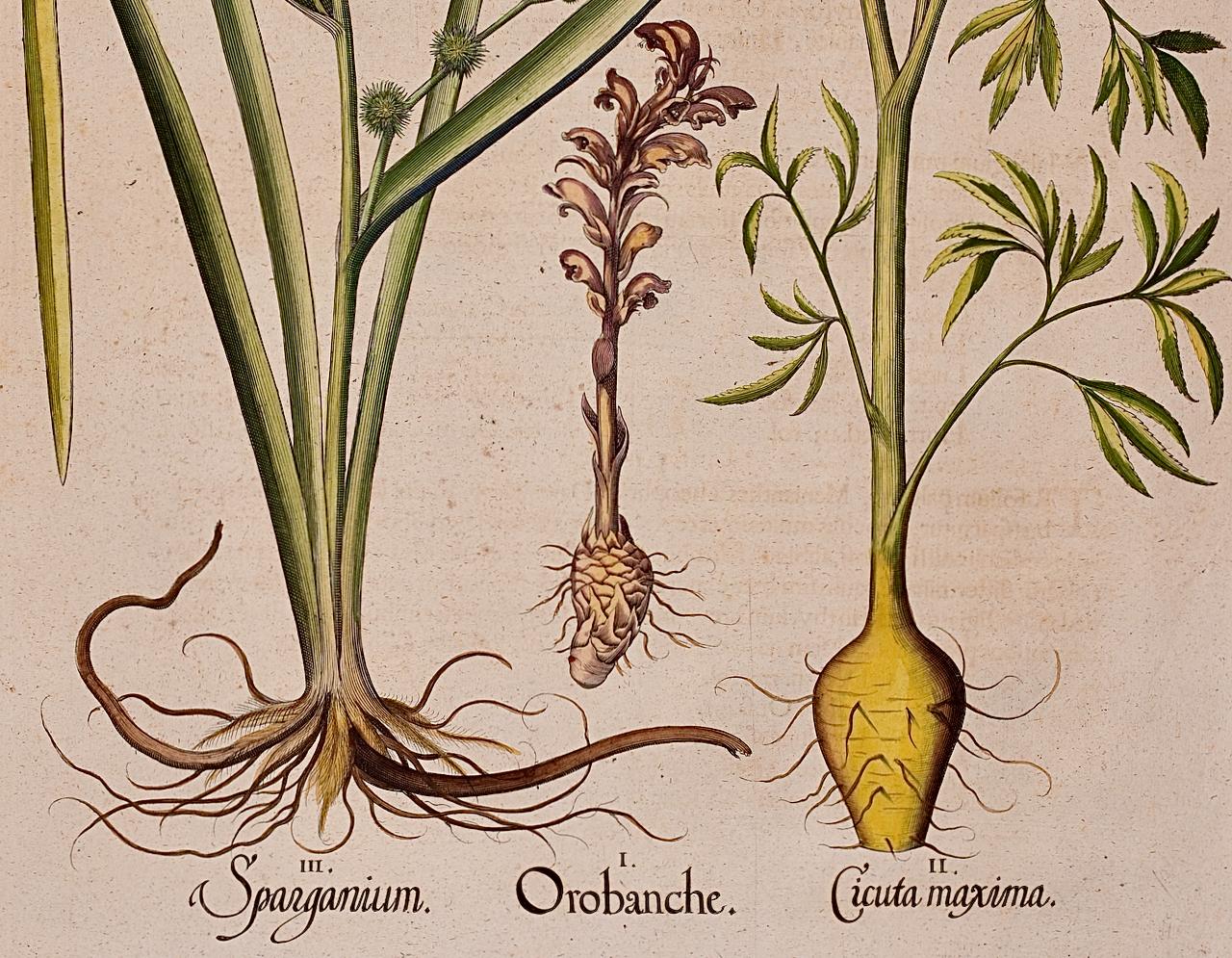 Canna da zucchero e cicuta d'acqua: Un'incisione botanica colorata a mano di Besler del 17°-18° secolo - Still-Life Print Beige di Basilius Besler