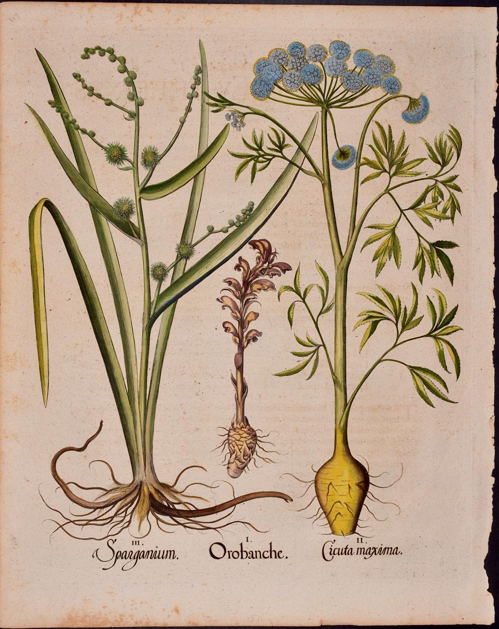 Bur Reed & Water Hemlock: A 17th-18th C. Besler Hand-colored Botanical Engraving