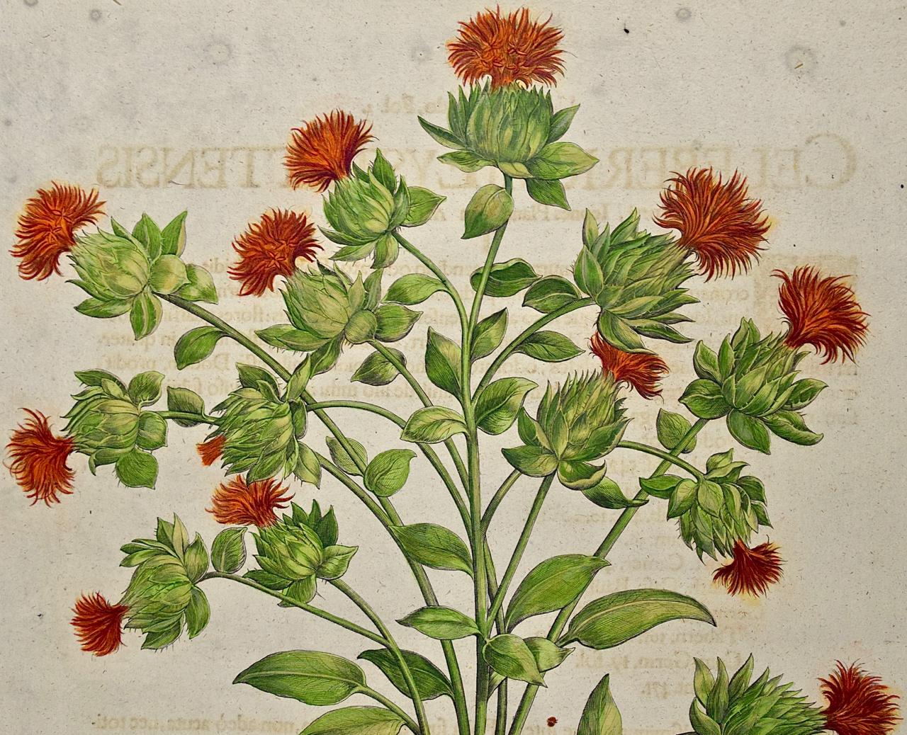 Chamomile & Safflower: A 17th-18th C. Besler Hand-colored Botanical Engraving - Print by Basilius Besler