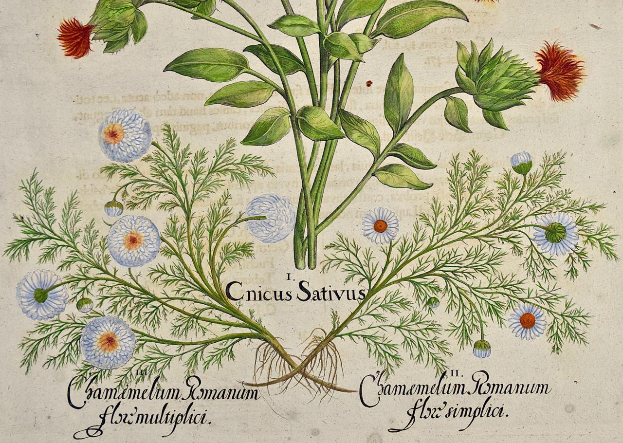 Chamomile & Safflower: A 17th-18th C. Besler Hand-colored Botanical Engraving - Academic Print by Basilius Besler