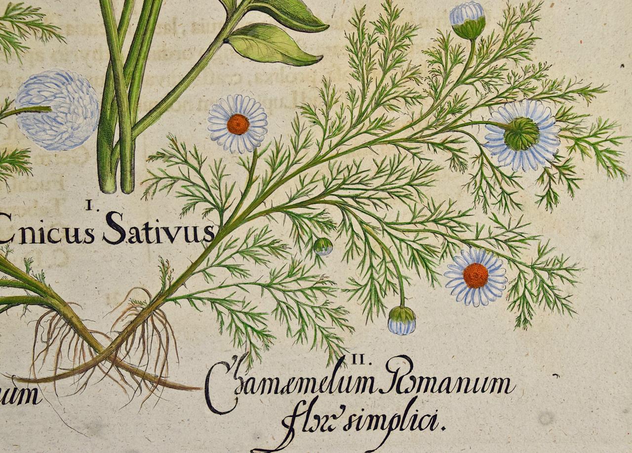 Chamomile & Safflower: A 17th-18th C. Besler Hand-colored Botanical Engraving - Brown Still-Life Print by Basilius Besler