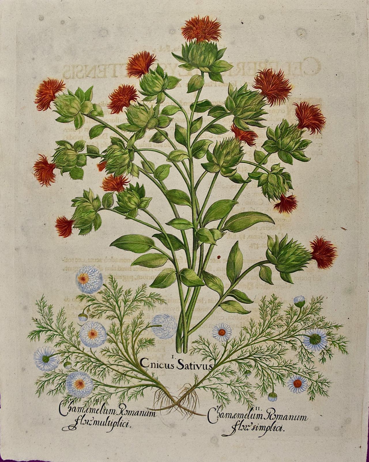 Chamomile & Safflower: A 17th-18th C. Besler Hand-colored Botanical Engraving