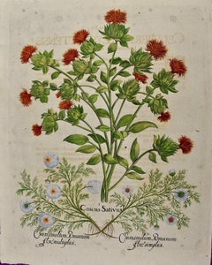 Chamomile & Safflower: Eine handkolorierte botanische Gravur von Besler aus dem 17. bis 18. Jahrhundert