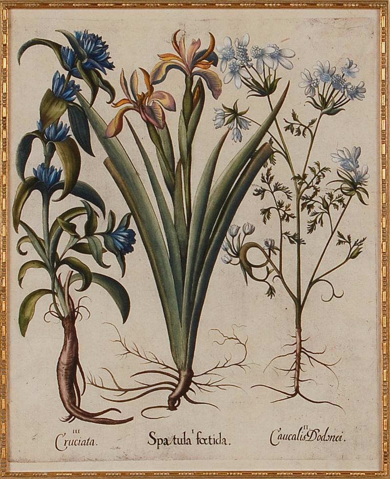Iris und andere botanische Blumen: Gerahmte, handkolorierte Gravur von Besler aus dem 17. Jahrhundert – Print von Basilius Besler