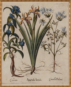 Flowering Iris & Other Botanicals: Framed 17th C. Besler Hand-colored Engraving
