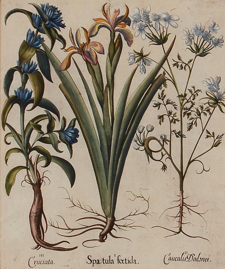 Iris und andere botanische Blumen: Gerahmte, handkolorierte Gravur von Besler aus dem 17. Jahrhundert (Akademisch), Print, von Basilius Besler