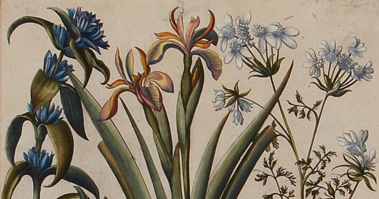 Flowering Iris & Other Botanicals: Framed 17th C. Besler Hand-colored Engraving - Beige Figurative Print by Basilius Besler