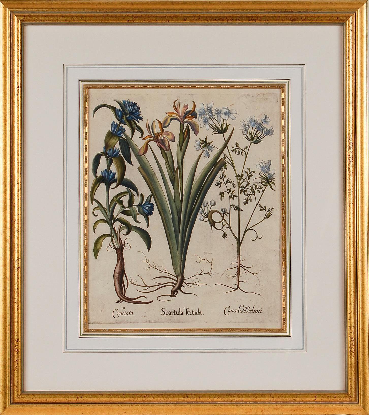 Basilius Besler Figurative Print – Iris und andere botanische Blumen: Gerahmte, handkolorierte Gravur von Besler aus dem 17. Jahrhundert