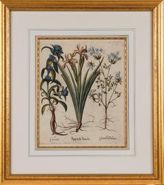Flowering Iris & Other Botanicals: Framed 17th C. Besler Hand-colored Engraving